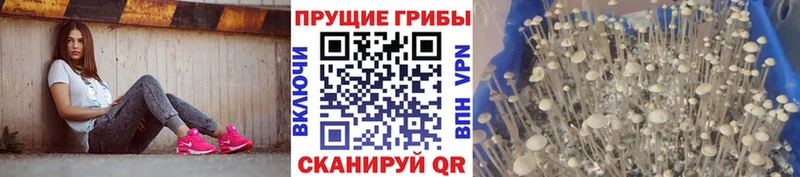 Псилоцибиновые грибы Cubensis Еманжелинск